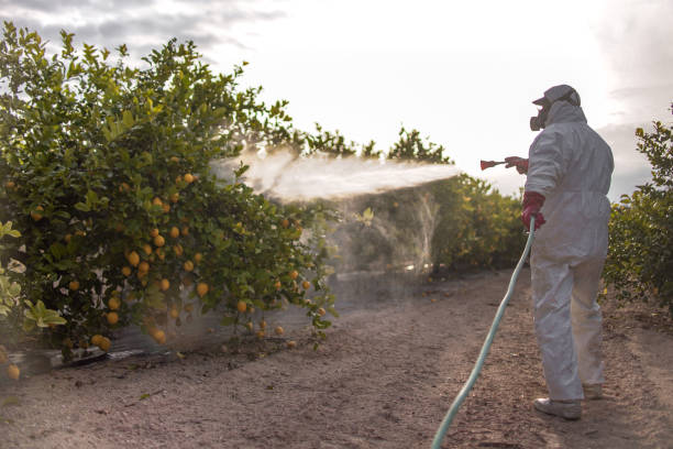 Best Termite Inspection and Treatment  in Hanceville, AL